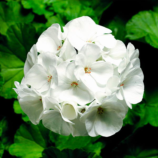 Цветок Пеларгония Фото