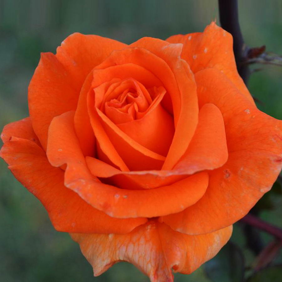 Роза чайно-гибридная роза оранж