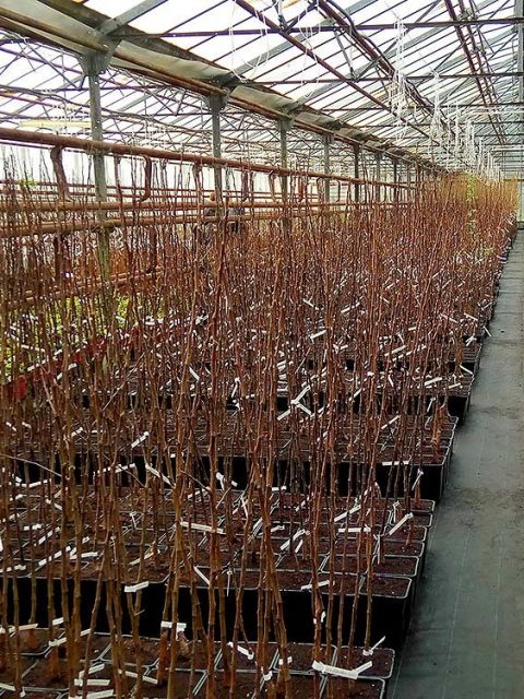 тепличный комбинат котельники малая колхозная. тепличный комбинат котельники малая колхозная. белая дача тепличный комбинат. тепличный комбинат котельники. тепличный комбинат котельники.