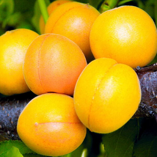 Товары — Рассада цветов и овощей.