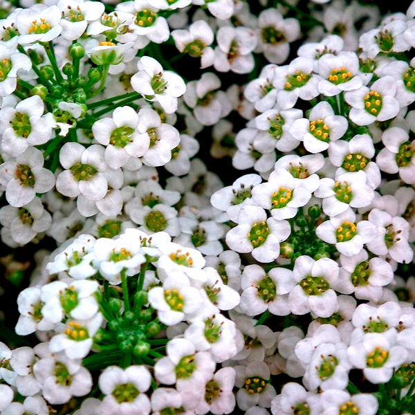 новогвинейский бальзамин к 8 марта