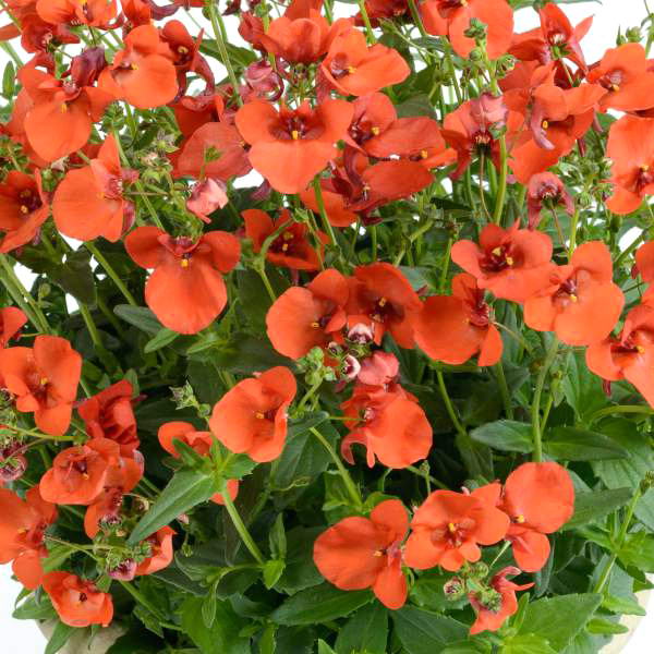 Диасция Diascia Darla Rose