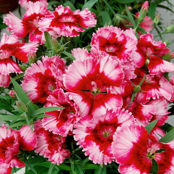 Гвоздика Диана Dianthus Diana Crimson Picotee | Рассада цветов и овощей.