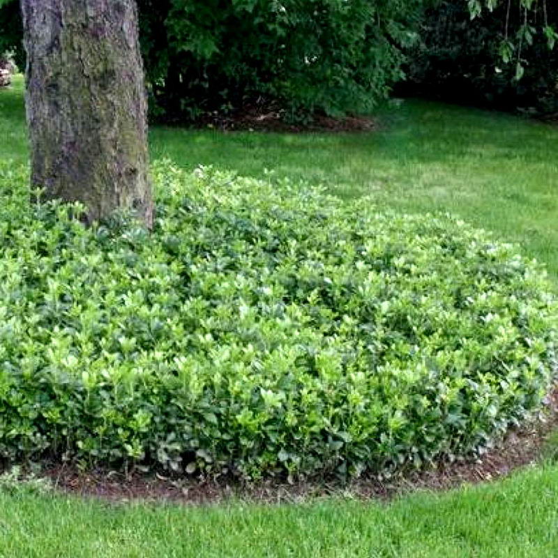 Пахизандра верхушечная Green Carpet