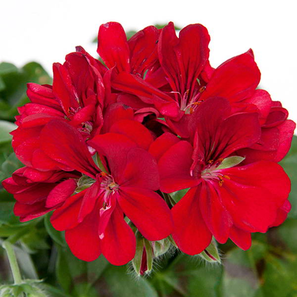 Пеларгония Freestyle Arctic Red