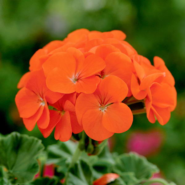 Пеларгония зональная (Герань) оранжевая — Рассада цветов и овощей.