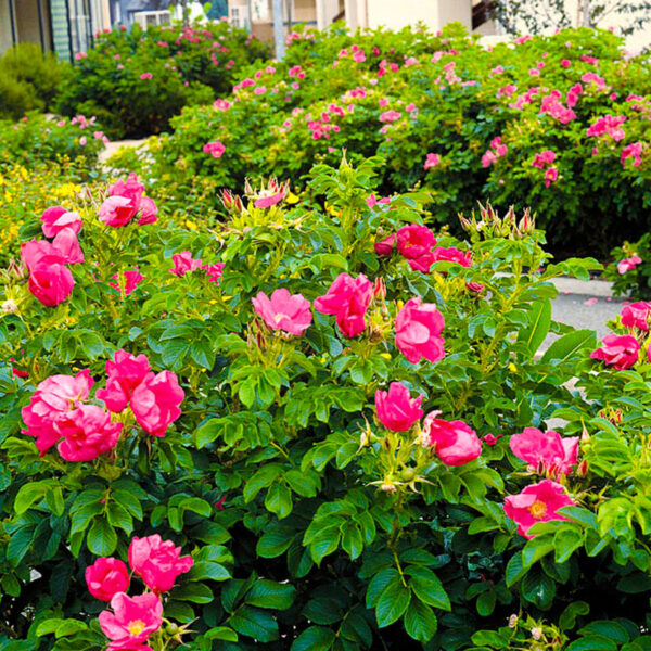 Шиповник Витаминный (Роза морщинистая) Рассада цветов и