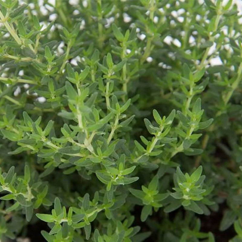Тимьян обыкновенный Thymus vulgaris