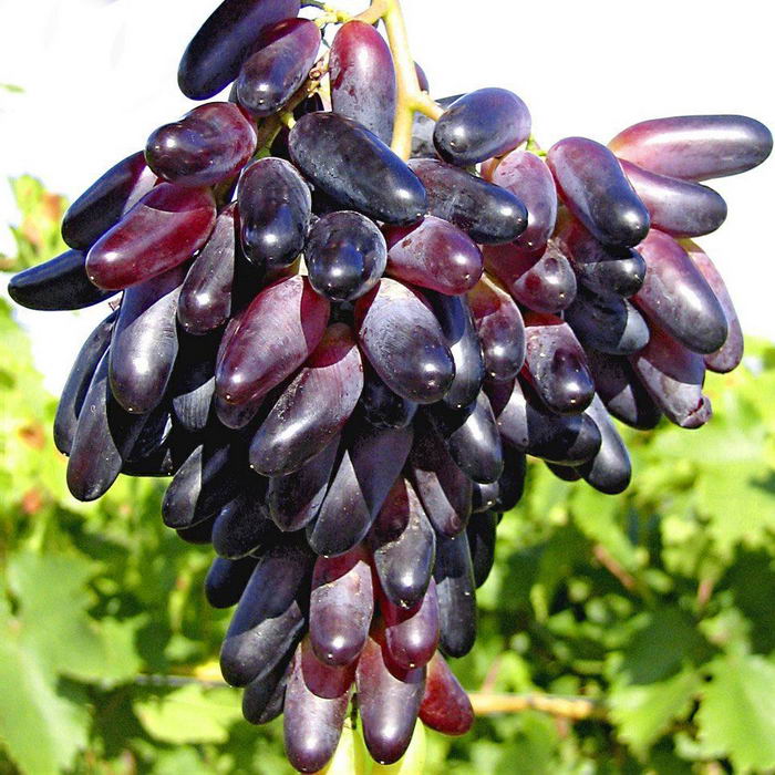 Сорт винограда днепровский сувенир фото и описание