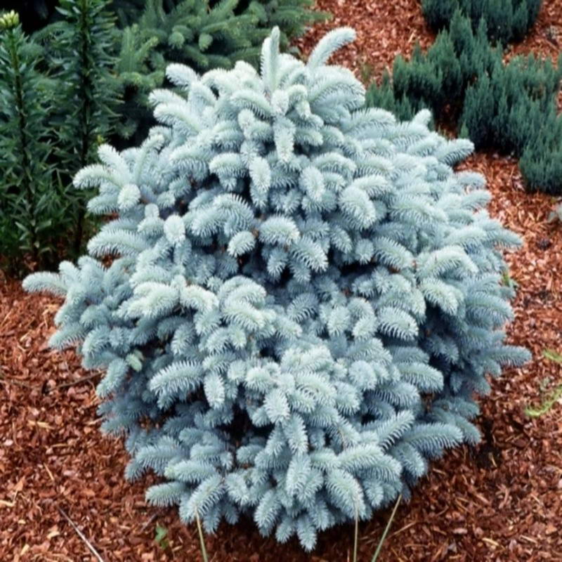 Ель колючая Glauca globosa - Глаука Глобоза - Рассада цветов и овощей.