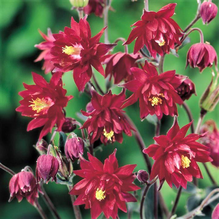 Аквилегия обыкновенная Clementine Red Климентина Ред Рассада цветов