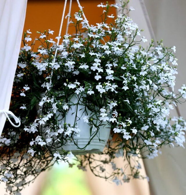 Лобелия (Lobelia) ампельная в ассортименте в кашпо — Рассада цветов и ...