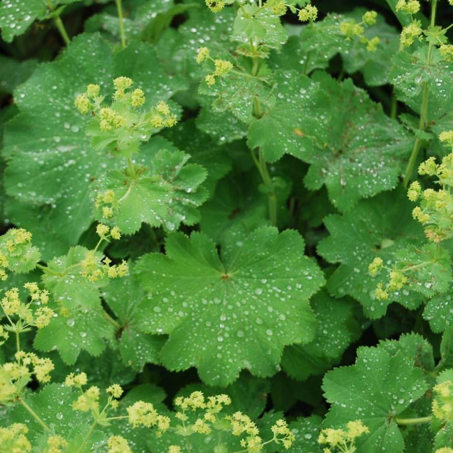 Trachyspora Alchemilla