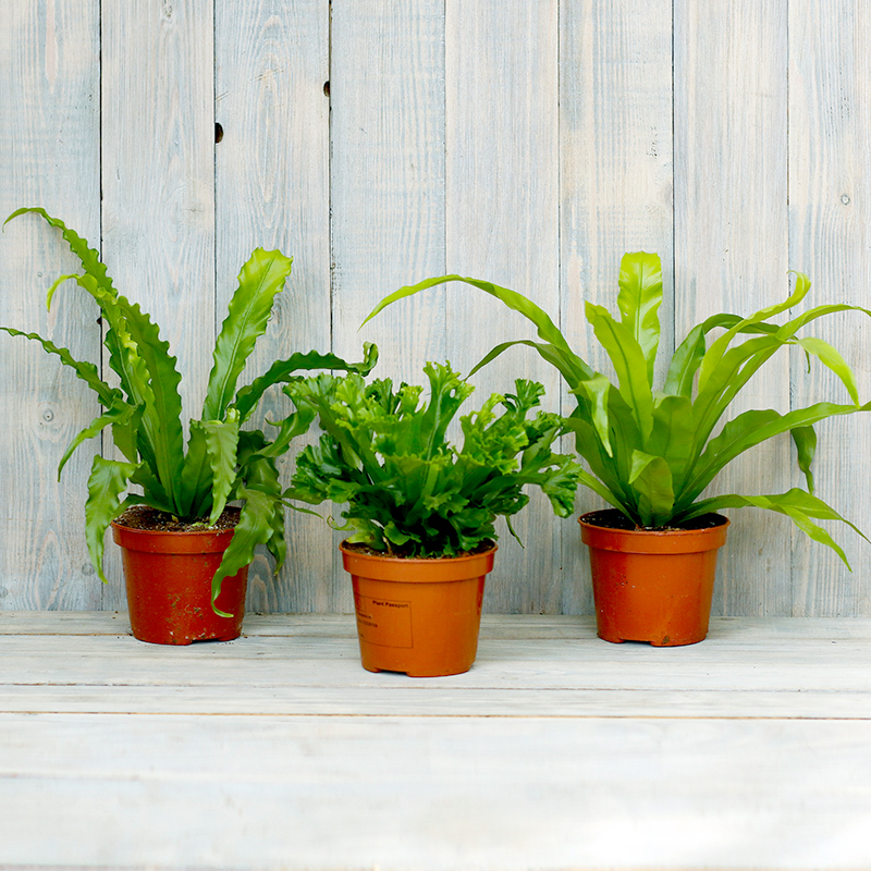 Растение houseplants d8 h35