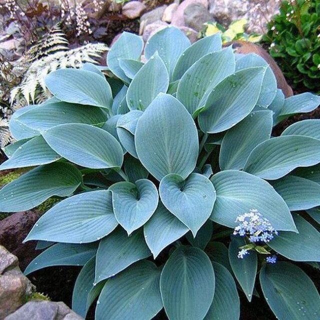 Рассада цветов и овощей. — И.П. Харченко. Тепличный комплекс в Подмосковье.