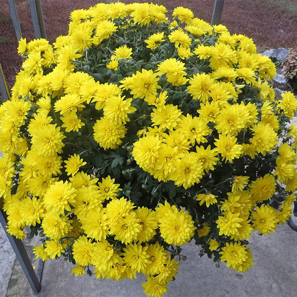 Желтая хризантема фото корзинка из белых цветов