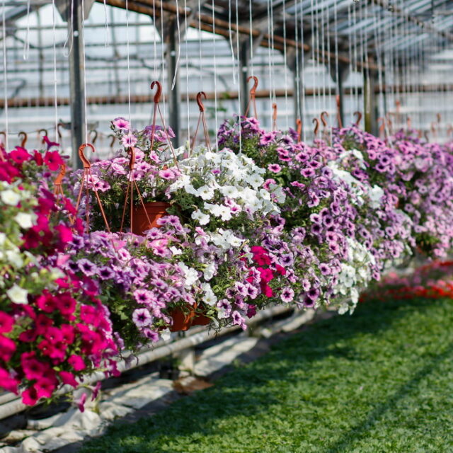 Петуния (Petunia) ампельная в ассортименте - Рассада цветов и овощей.