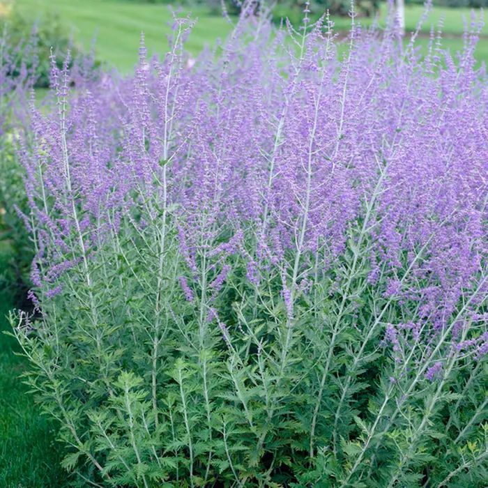 Перовския Рашан Сейдж (Russian Sage) — Рассада цветов и овощей.
