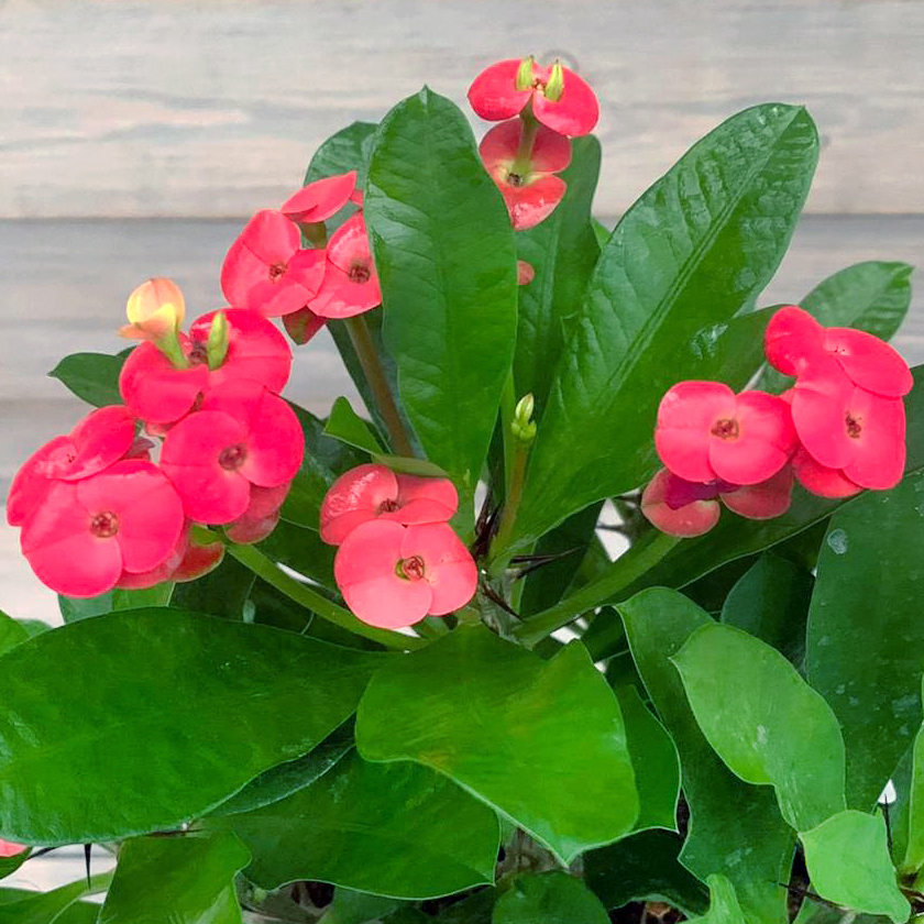 Эуфорбия уход в домашних условиях фото Растение ⌀ 5 Euphorbia RESINIFERA (Молочай, Эуфорбия): купить c доставкой почтой