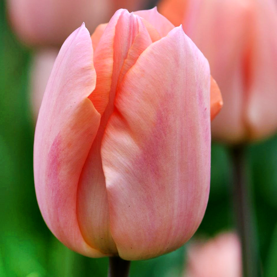 Тюльпан Триумф Apricot Beauty