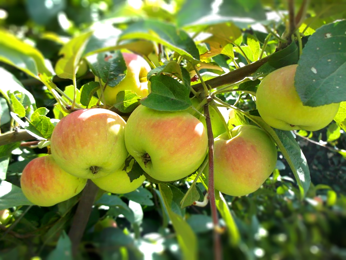 Как посадить яблони так, чтобы они плодоносили много лет. — Рассада цветови овощей.