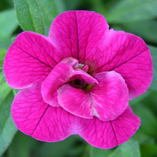 Калибрахоа Aloha Double Purple