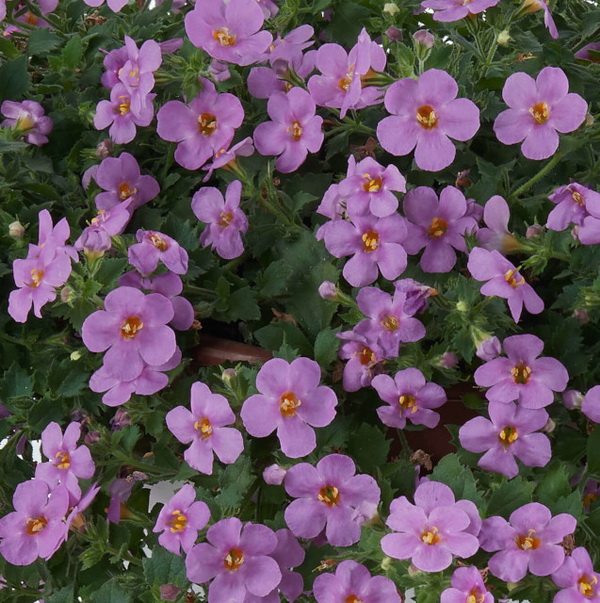 Бакопа Scopia Gulliver Violet