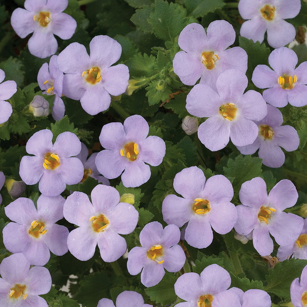 Бакопа Scopia Gulliver Violet