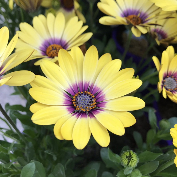 Flower Power С†РІРµС‚С‹