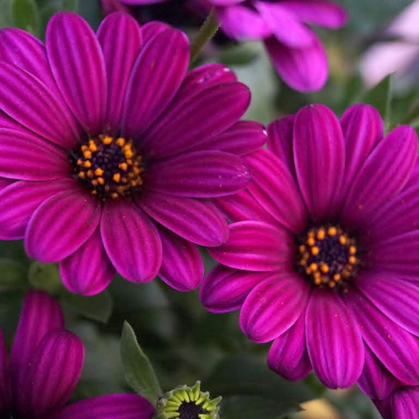 Остеоспермум Flower Power Purple 18
