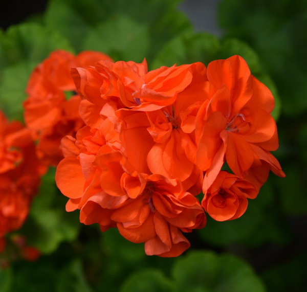 Tangerine пеларгония
