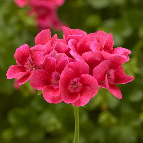 Пеларгония Antik Pink