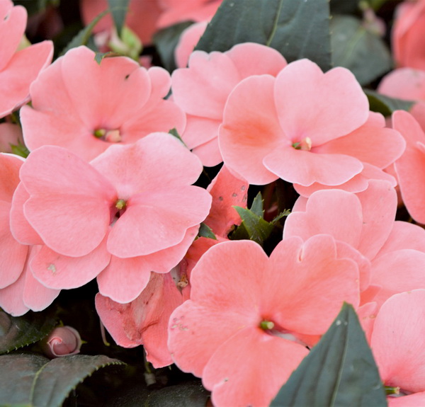 Купить Новогвинейский Бальзамин В Краснодаре На Юле