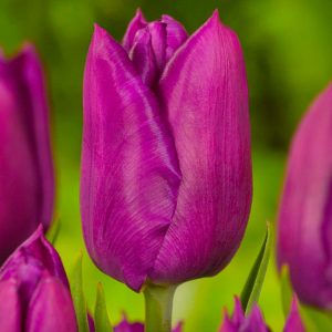 Тюльпаны Пурпл Леди: особенности и характеристики сорта, посадка, выращивание, отзывы
