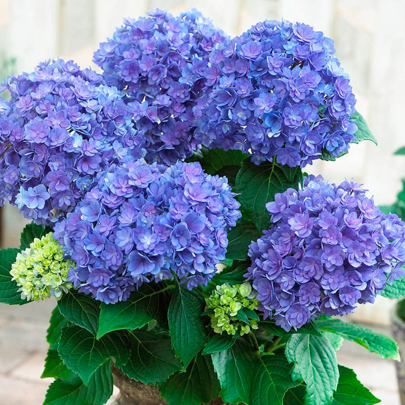 Гортензия Крупнолистная Романс Фото – Telegraph