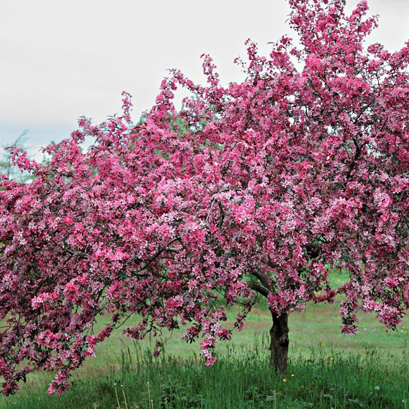 Дерево цветет розовым цветом название. Яблоня Хелена Недзвецкого. Яблоня краснолистная Хелена. Яблоня Malus Royalty. Яблоня Хелена декоративная краснолистная.