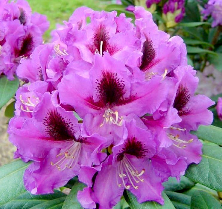 Рододендрон распутин посадка и уход - фото