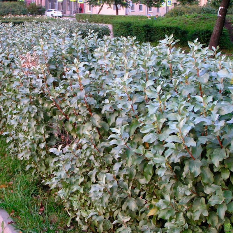 Лох серебристый в ландшафтном дизайне фото и схемы посадки