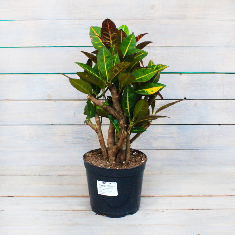 Кодиеум Orangery Codiaeum variegatum Petra 13 х 40 см - купить в Москве, цены на