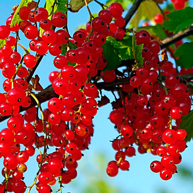 Красная смородина сорт Лапландия