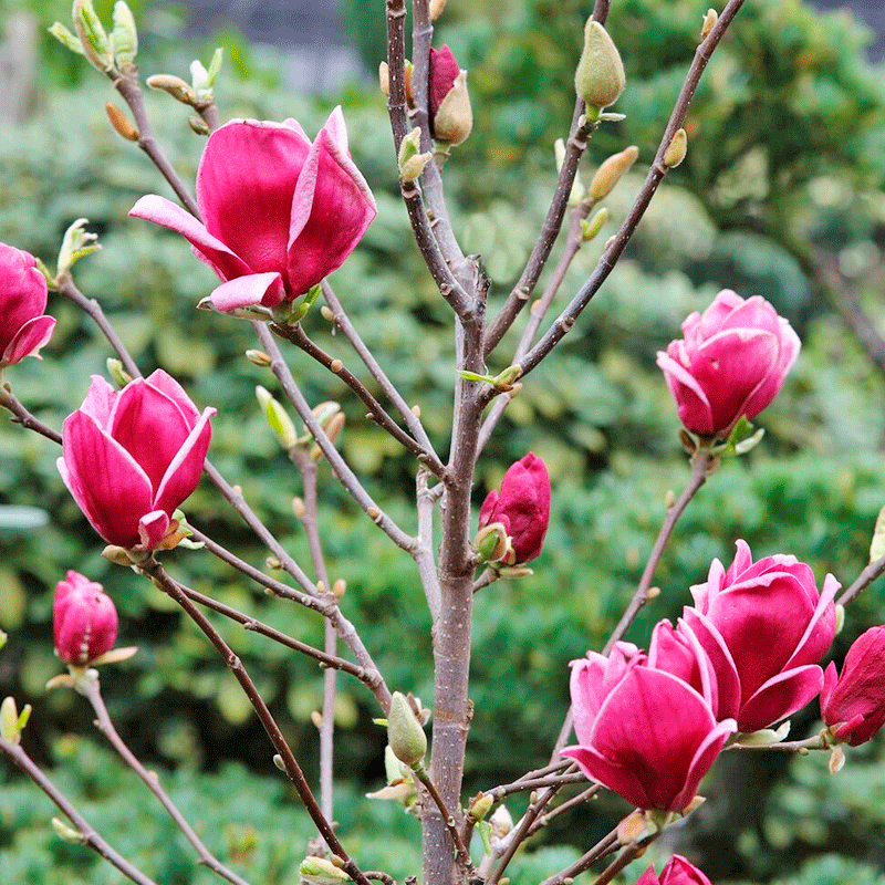Dwarf Magnolia 'Genie'. The darkest colored magnolia blossom you can get, in a r