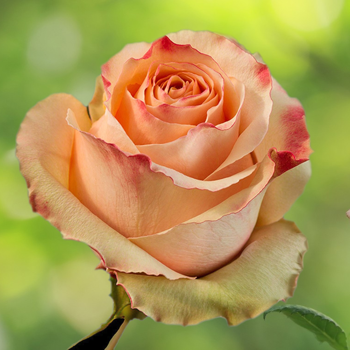 Карпе дием роза эквадор