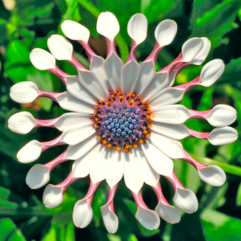 Flower Power С†РІРµС‚С‹