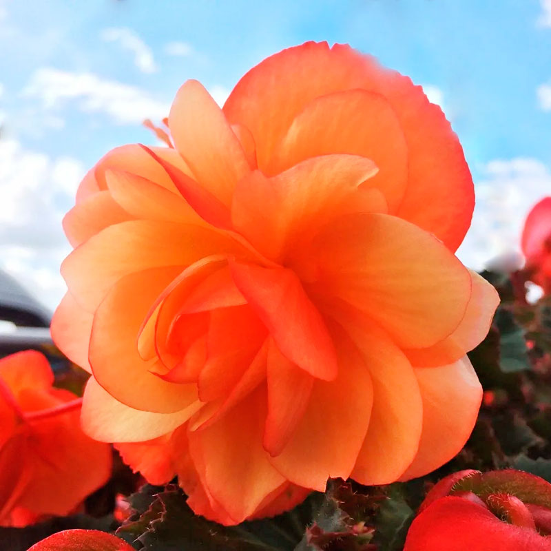 Бегония fragrant Falls Peach