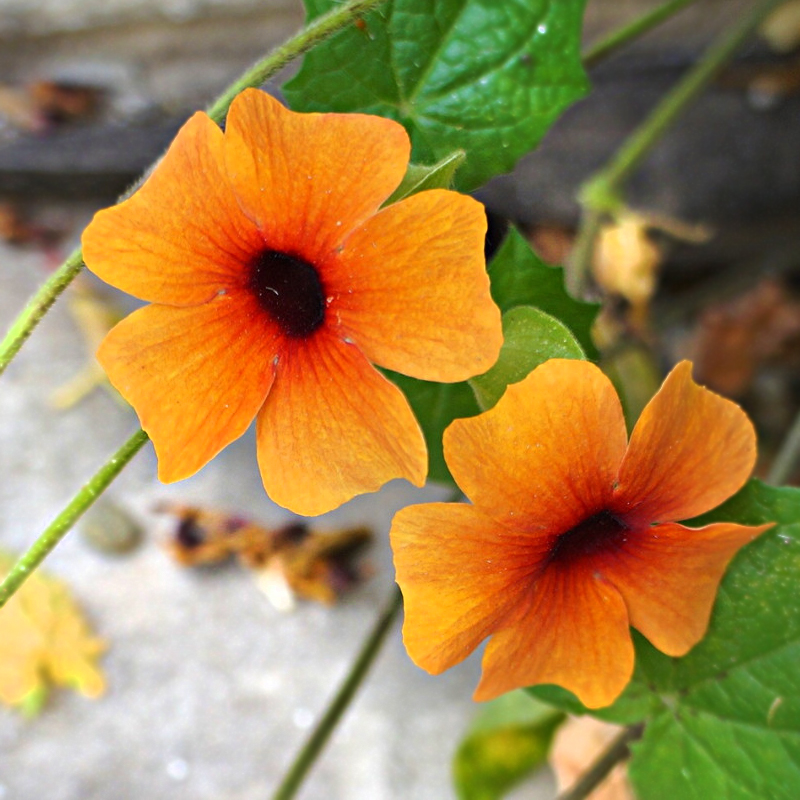 Тунбергия майсурская Thunbergia mysorensis