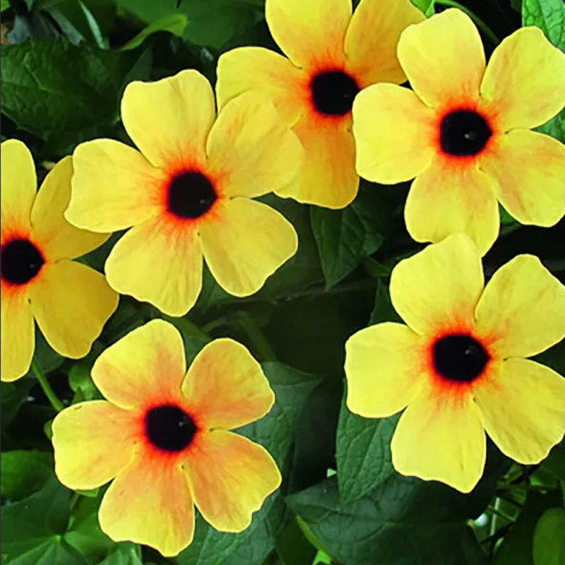 Thunbergia Black eyed Susan Red