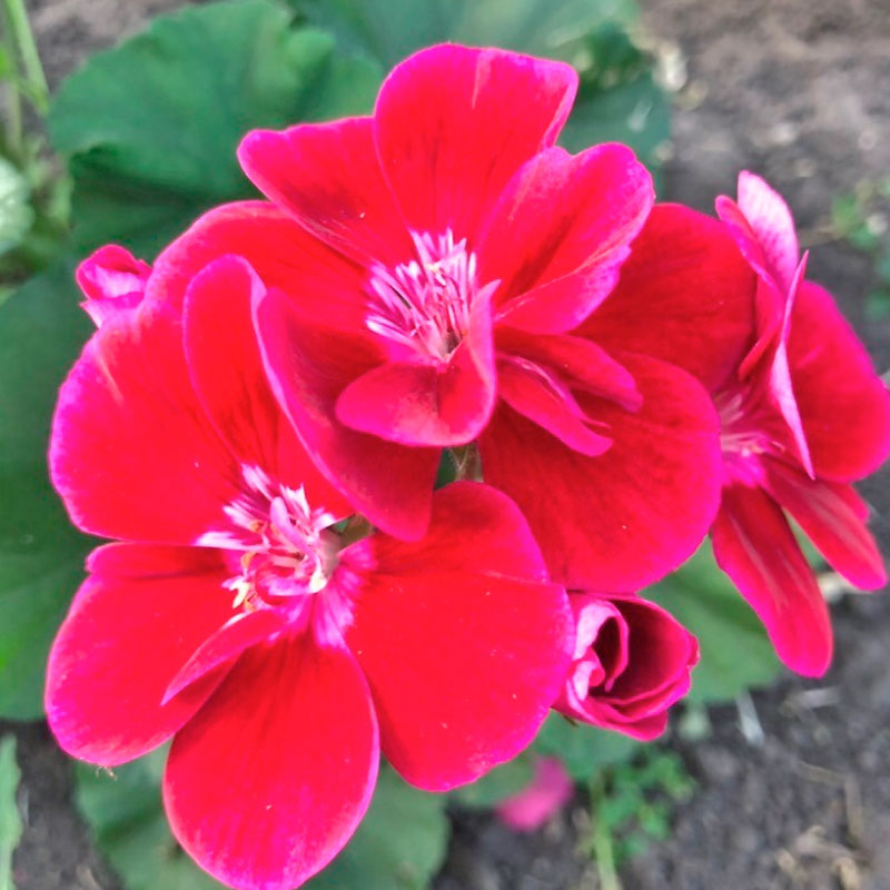 Пеларгония Flower Fairy White Splash