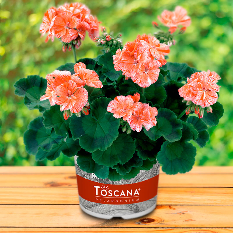 Пеларгония зональная Toscana Mrs Pollock