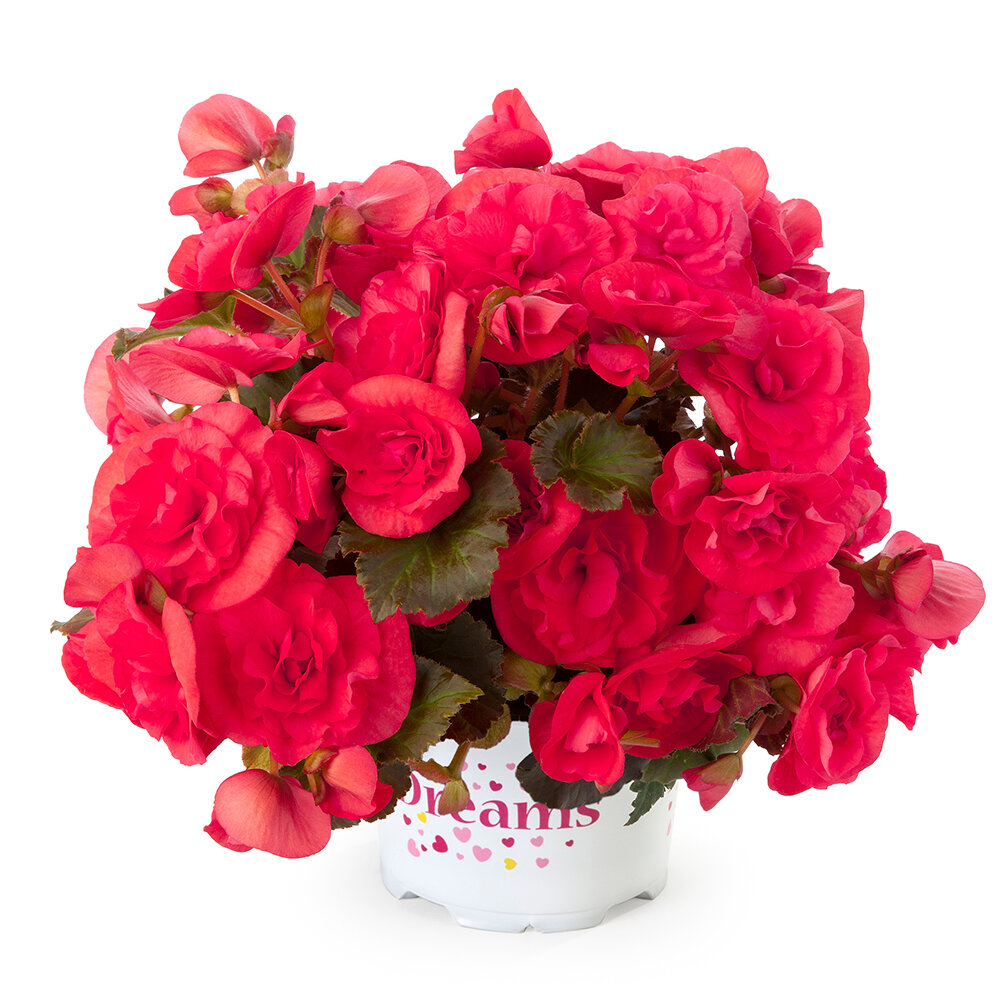 Бегония fragrant Falls Peach